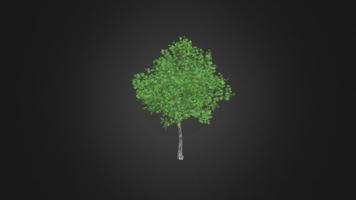Sweetgum Tree (Liquidambar styraciflua) 3.8m 3D Model