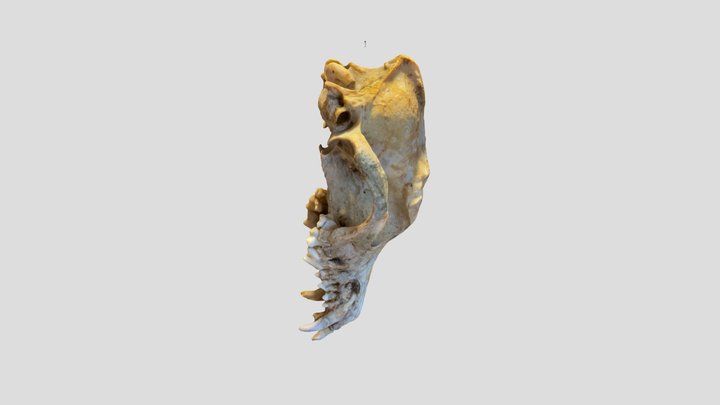 Geriatric dog skull 3D Model