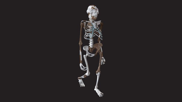 Lucy (Australopithecus afarensis) reconstruction 3D Model