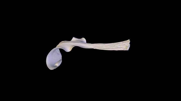 SpinyDogfish_50 3D Model