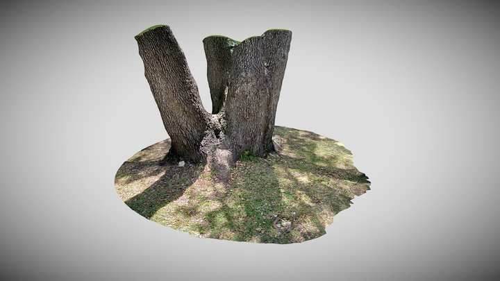 Backyard Tree 3D Model