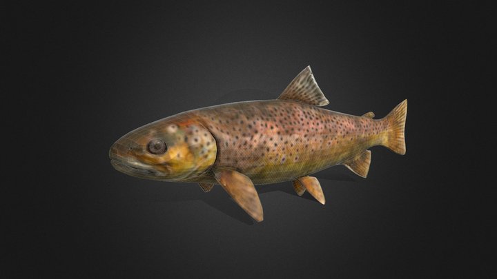 salmo trutta morpha fario, Slovacia 3D Model