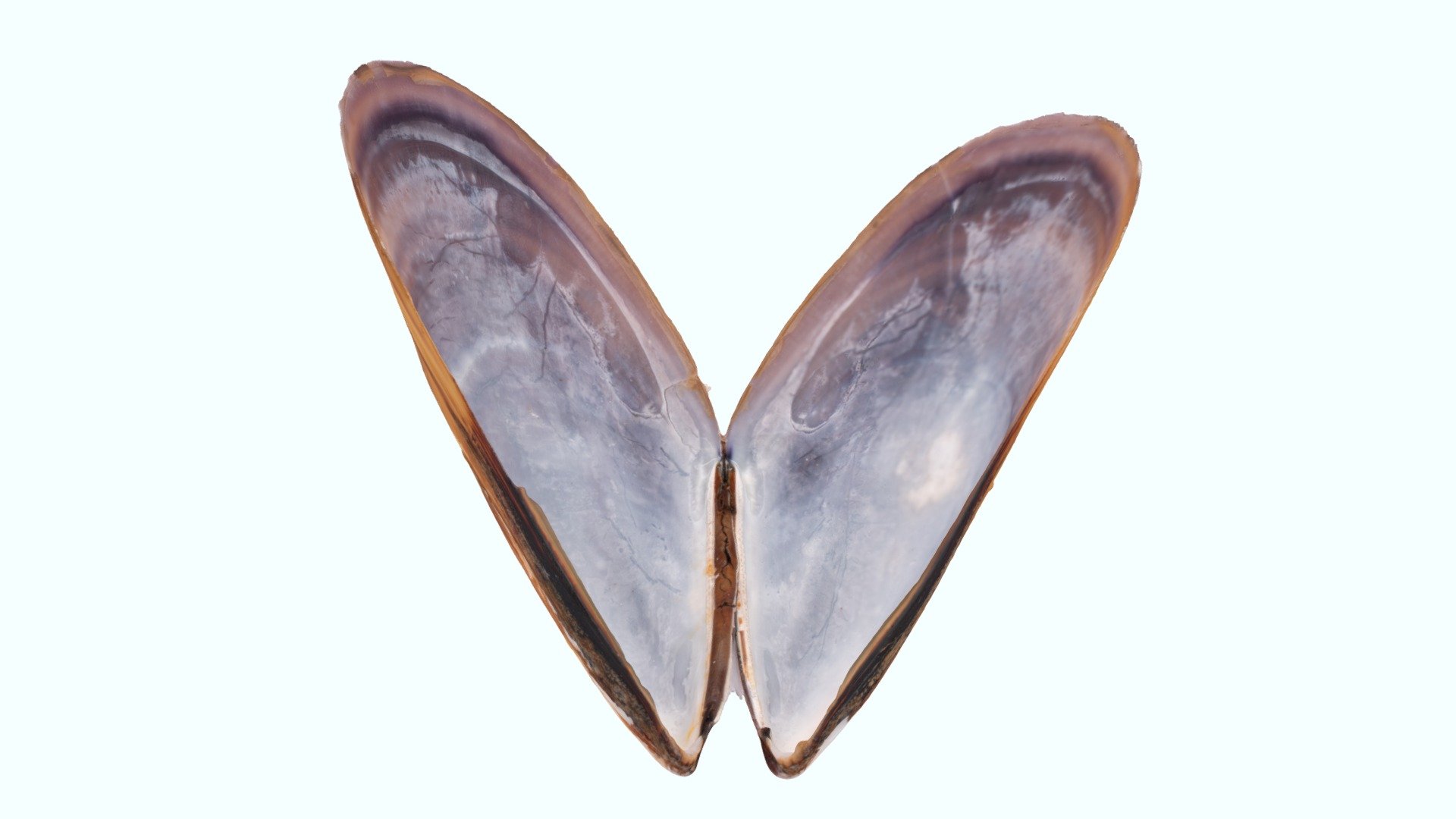 Coquille de moule (Mytilus edulis) - Download Free 3D model by Ecole ...
