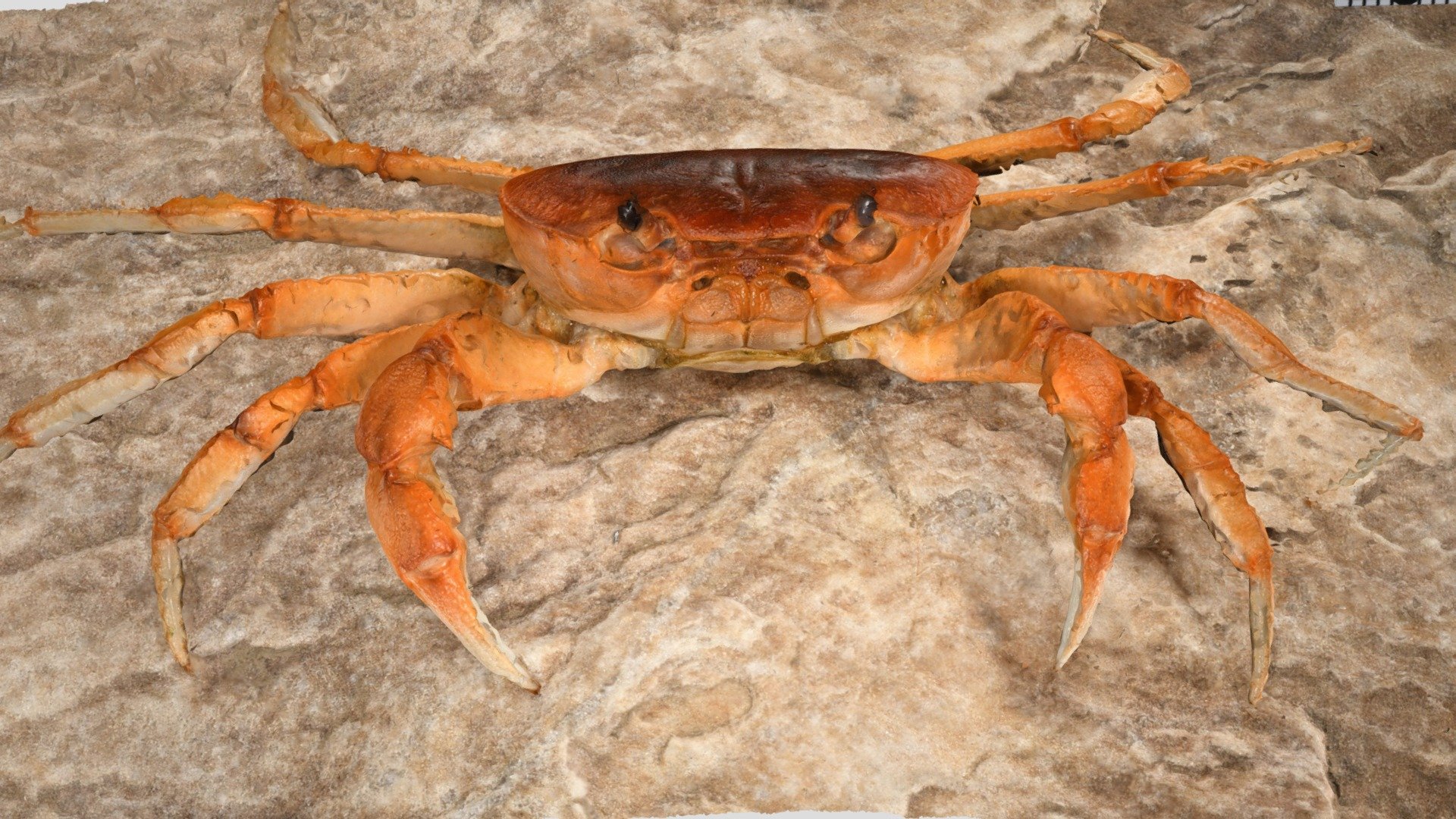 サカモトサワガニ Geothelphusa sakamotoana