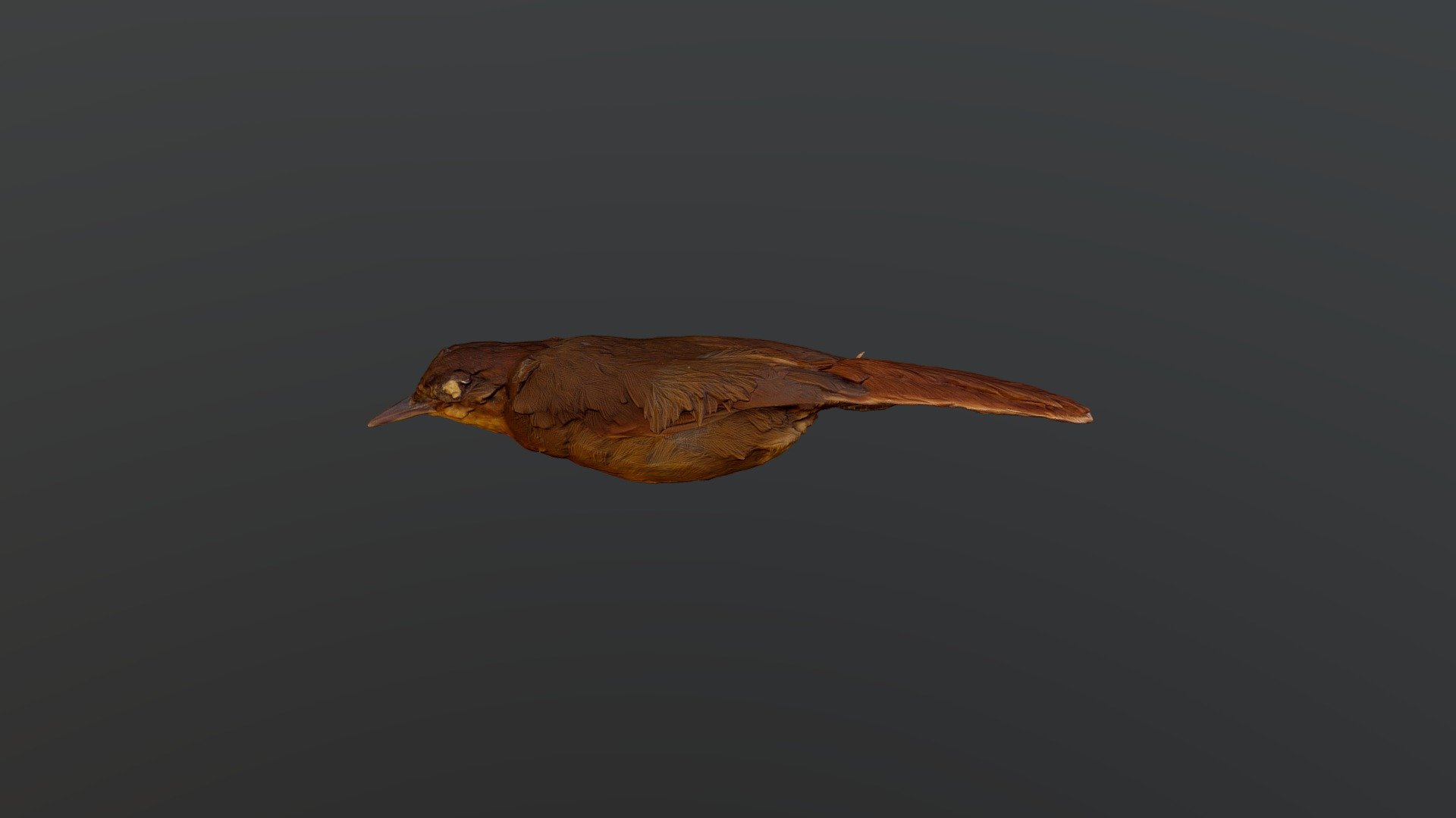 Ruddy Foliage-gleaner - Clibanornis rubiginosus