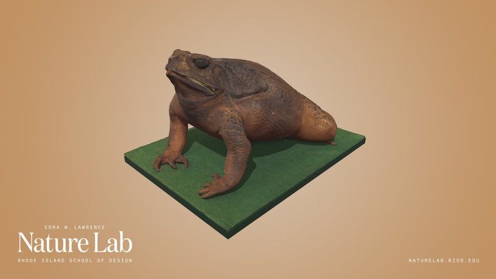 Cane Toad