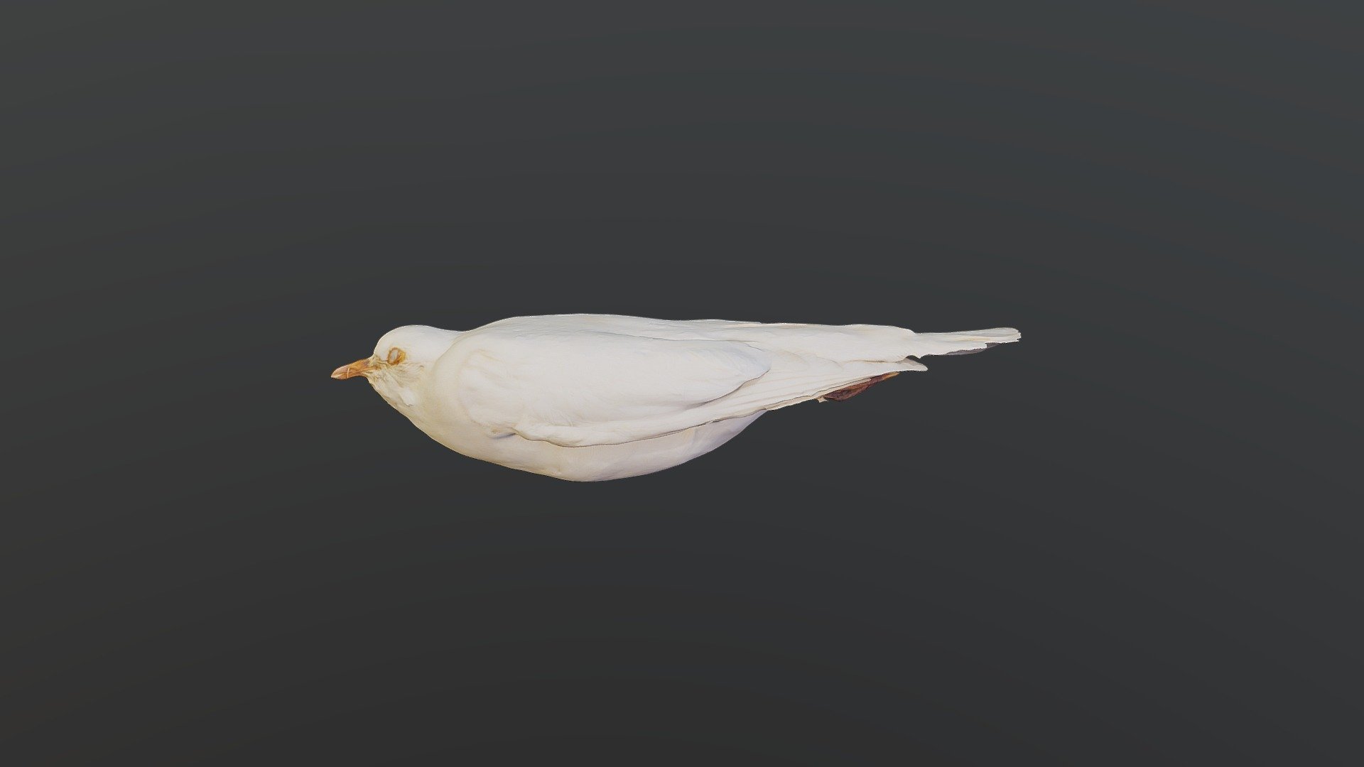 Rock dove - Columba livia
