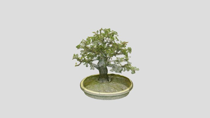 Bonsai_ Tree_12 – Free 3D Model STL