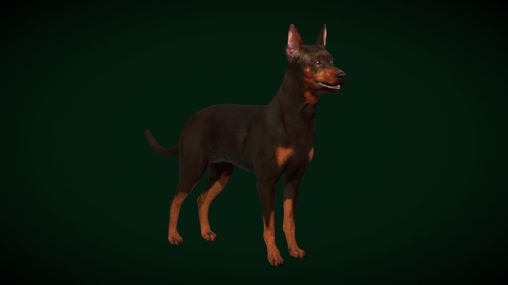 Zwergpinscher Pinscher Dog Breed (Game Ready) 3D Model