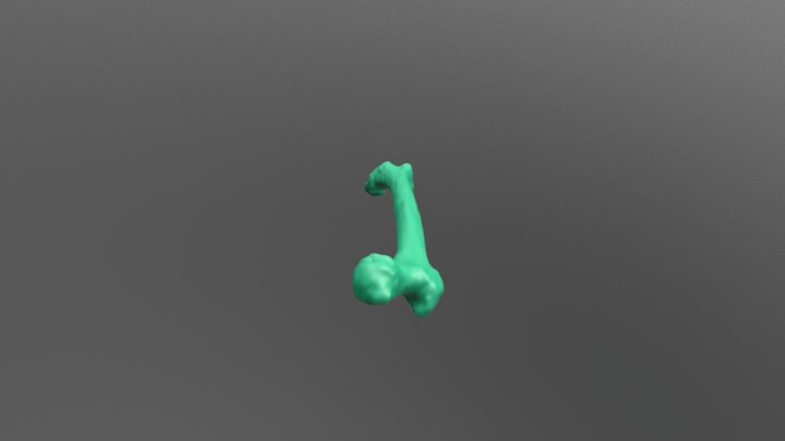 Femur 3D Model