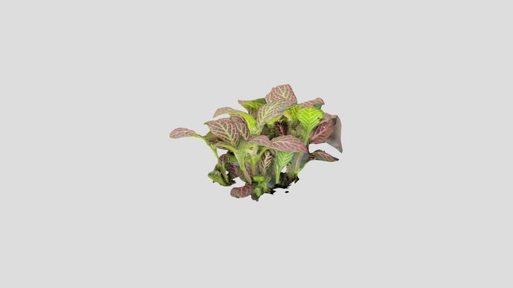 Pink Angel Fittonia 3D Model