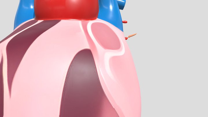 Diagram of a human heart 3D Model