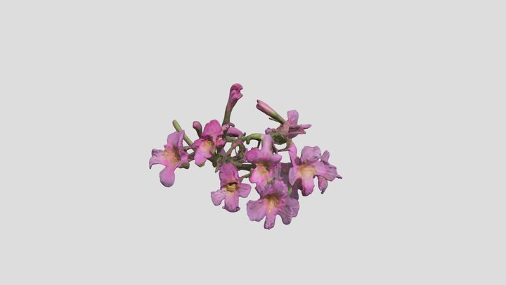 Lapacho I 3D Model