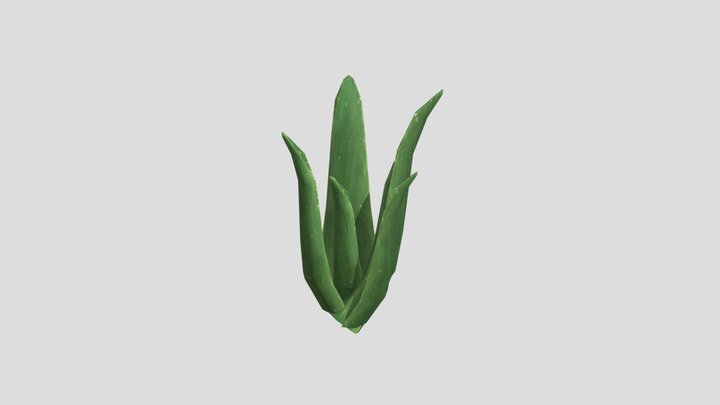 Aelo Vera 3D Model