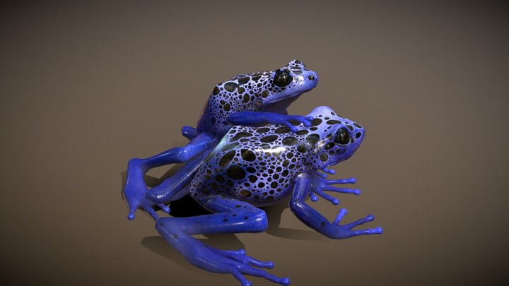 Blue Poison Dart Frog 3D Model
