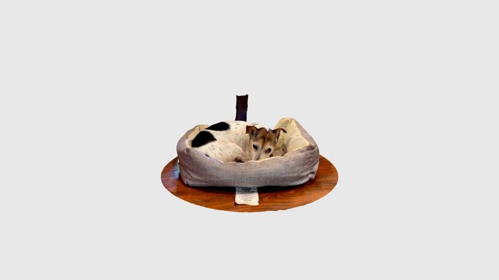 Dog in bed 3D Model
