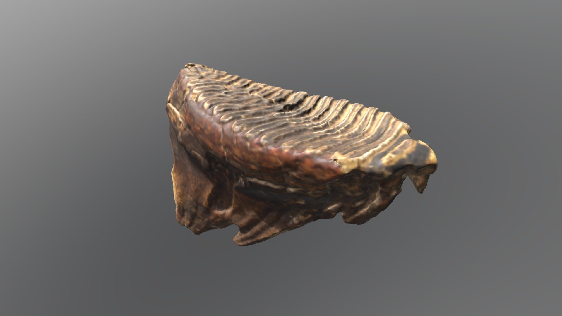 Asian Elephant Molar (VCU_3D_4365) - Download Free 3D model by Virtual ...