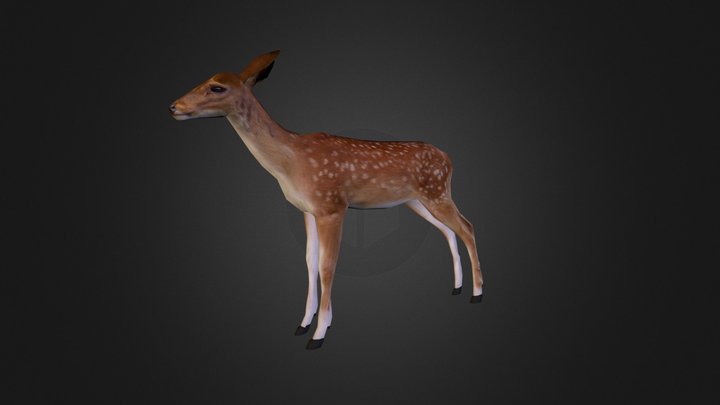 Fallow deer summer 3D Model