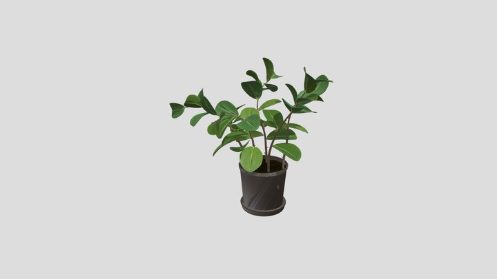 Potted Rubber Plant