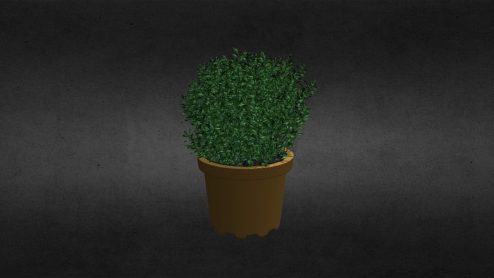 Buxus 3d Plant 3D Model