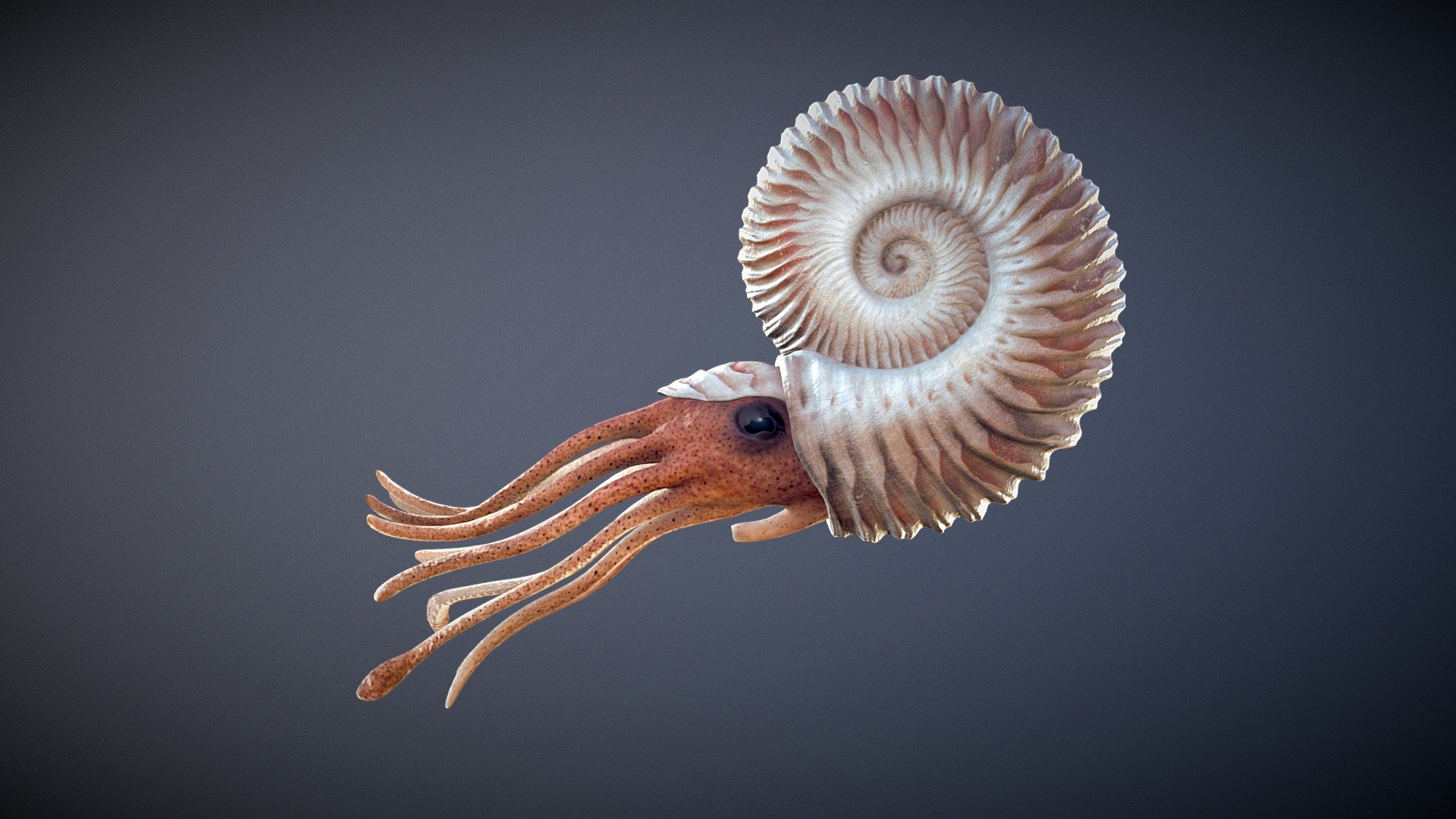 ammonite creature