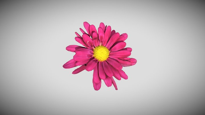Chrystanthemum Flower 3D Model