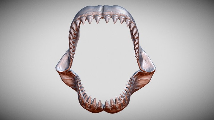 Megalodon jaw 3D Model