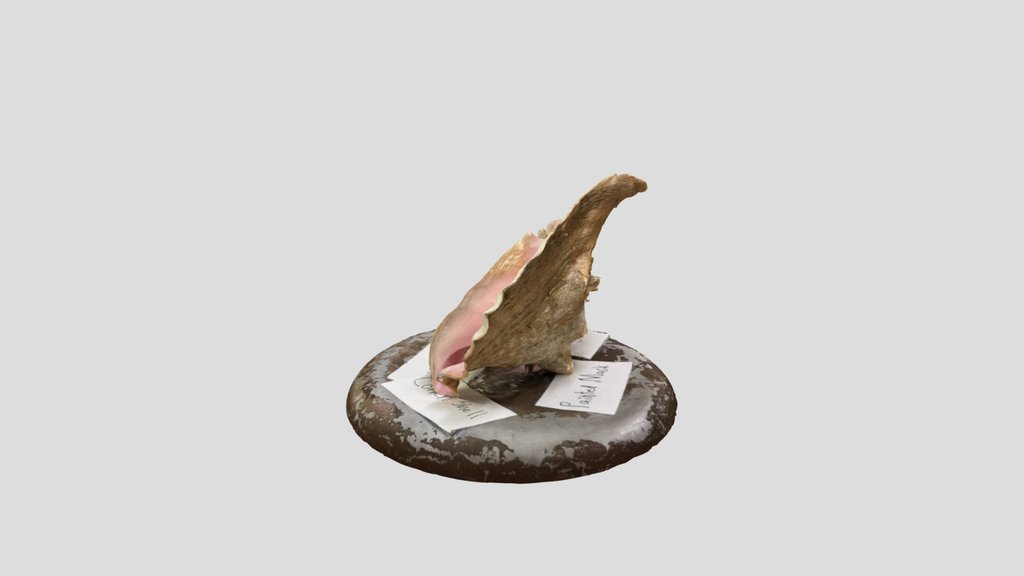 Realityscan Conch Shell