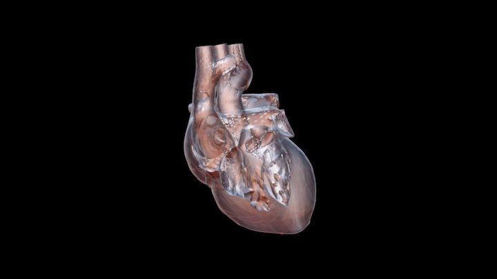 Heart25 3D Model