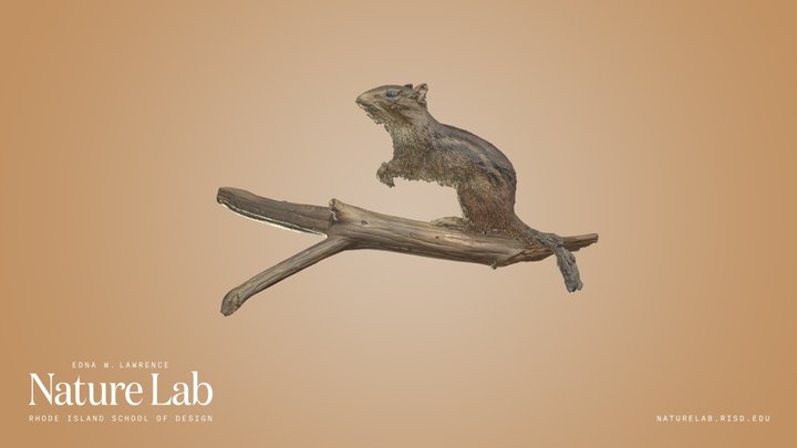 Eastern Chipmunk