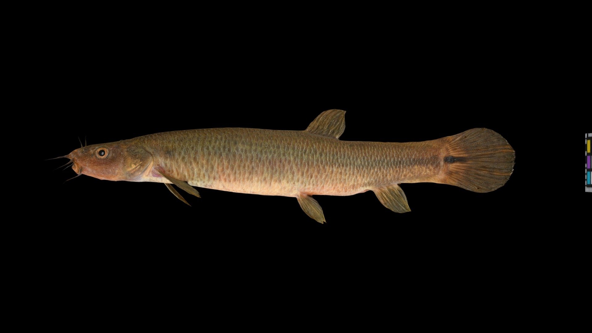 Lefua nikkonis