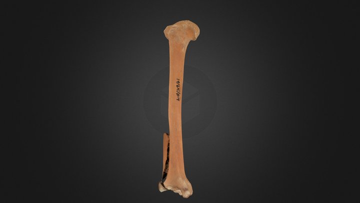 19_614_B-4_right_tibia 3D Model