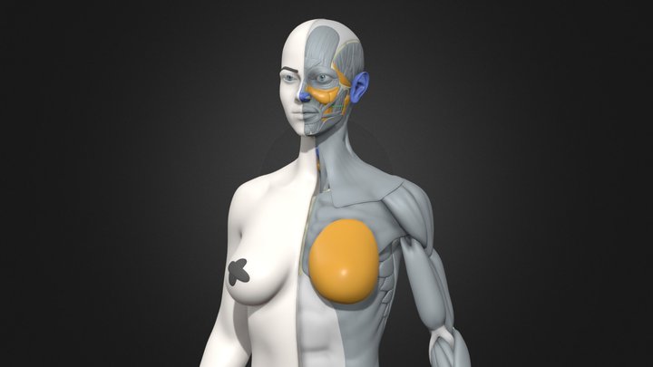 Female Anatomy by CheRa_Muscles 3D Model
