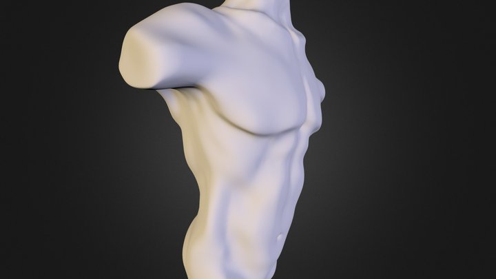 Torso 3D Model