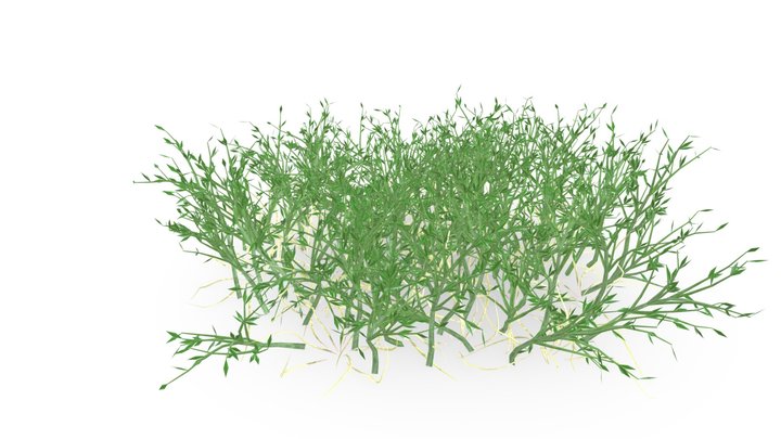 Detailed, realistic Grass Poa 3D Model