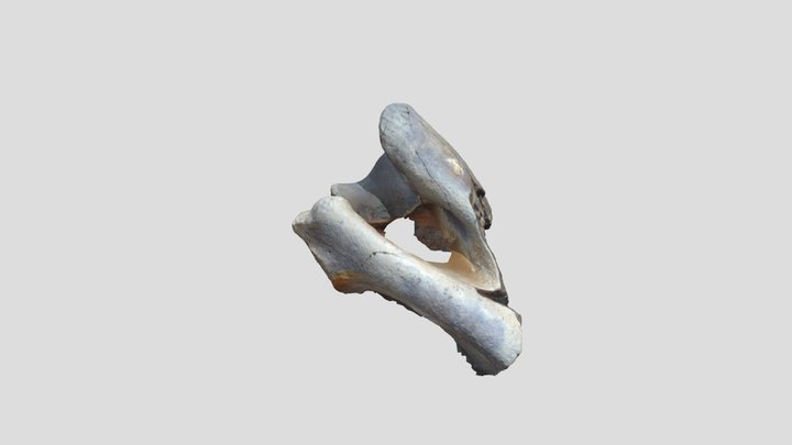 Burnt Animal Bone 3D Model