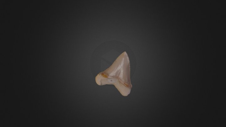 Woodwardian Collection E-27-11: Shark tooth 3D Model
