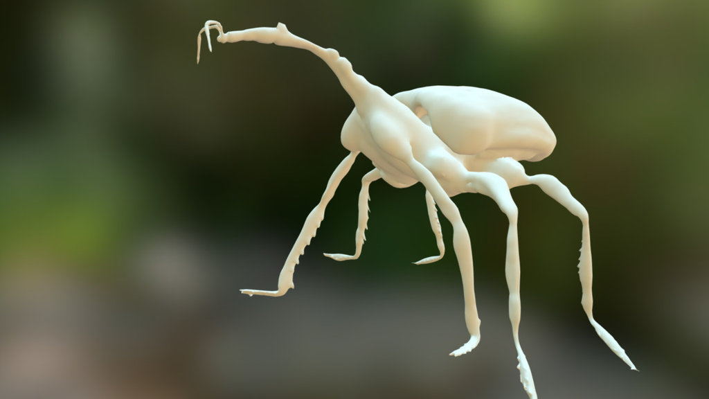 Trachelophorus Giraffa(lov)