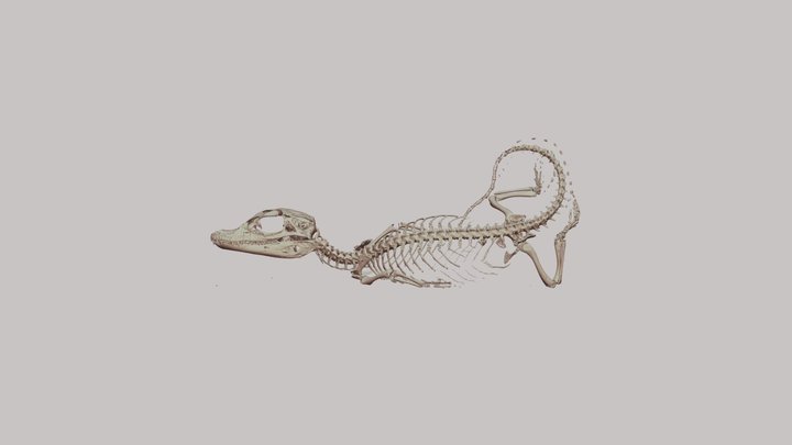 Palaeosuchus palpebrosus hatchling Crocodylian 3D Model