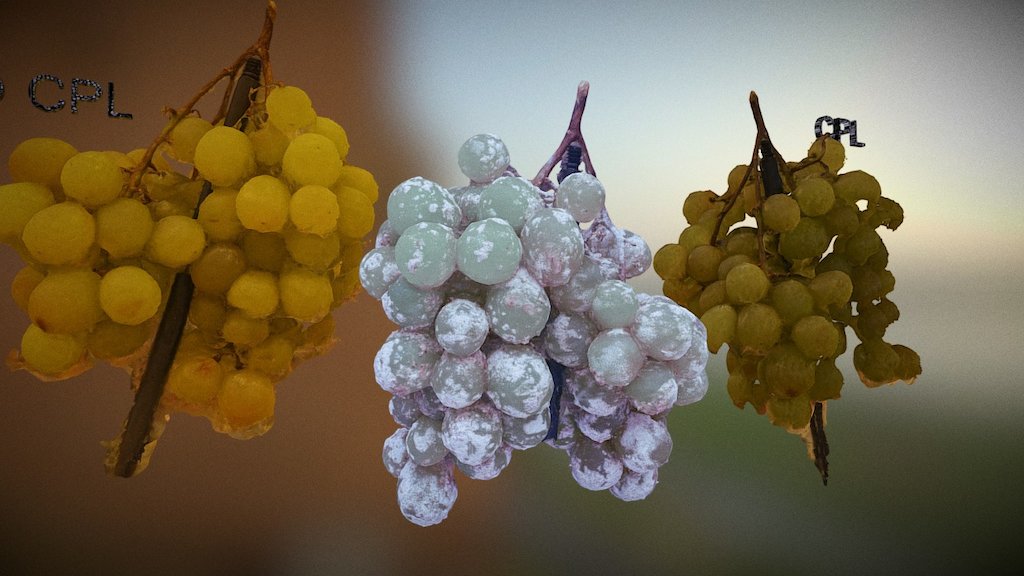 Grape. with cpl, no cpl and with flour cover :)