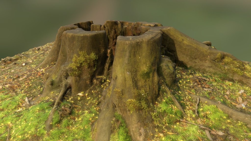 stump_05