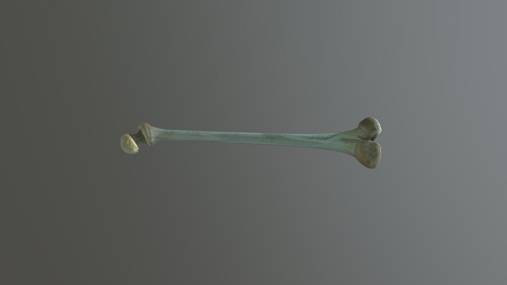 Bone Weapon 3D Model