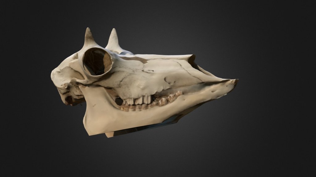Animal Skull - A 3D model collection by papahartstudio - Sketchfab