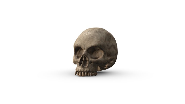 Skull damaged 3D Model