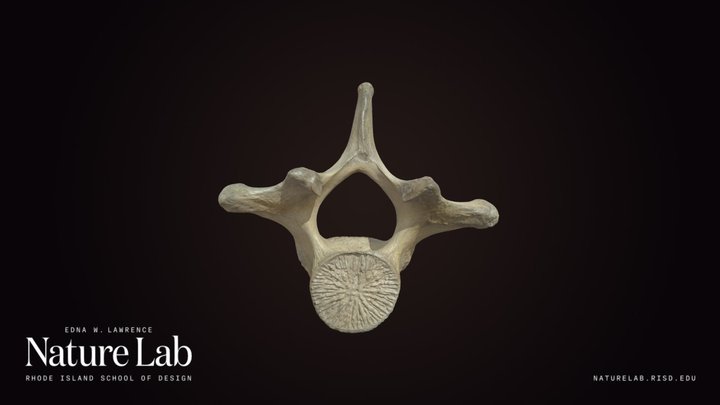 Whale Vertebra – Kostenloses 3D-Modell STL
