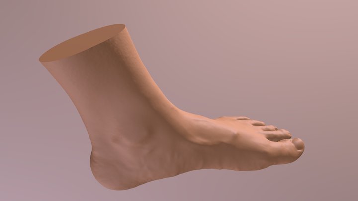 Left-foot / EinscanPro 2x Plus - test 3D Model