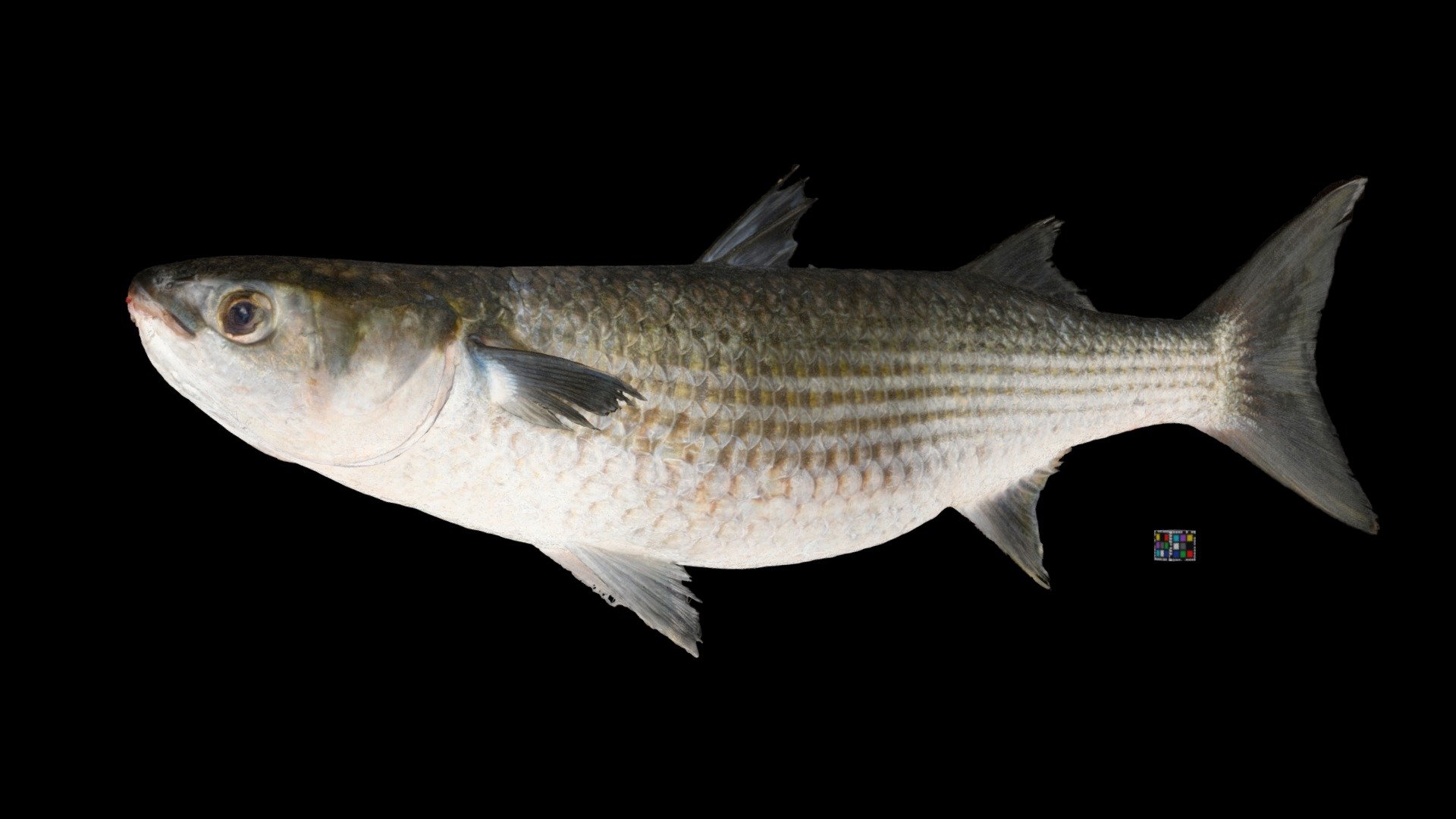 ボラ Striped mullet, Mugil cephalus