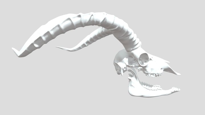 Pyrenean Ibex Skull – Kostenloses 3D-Modell STL