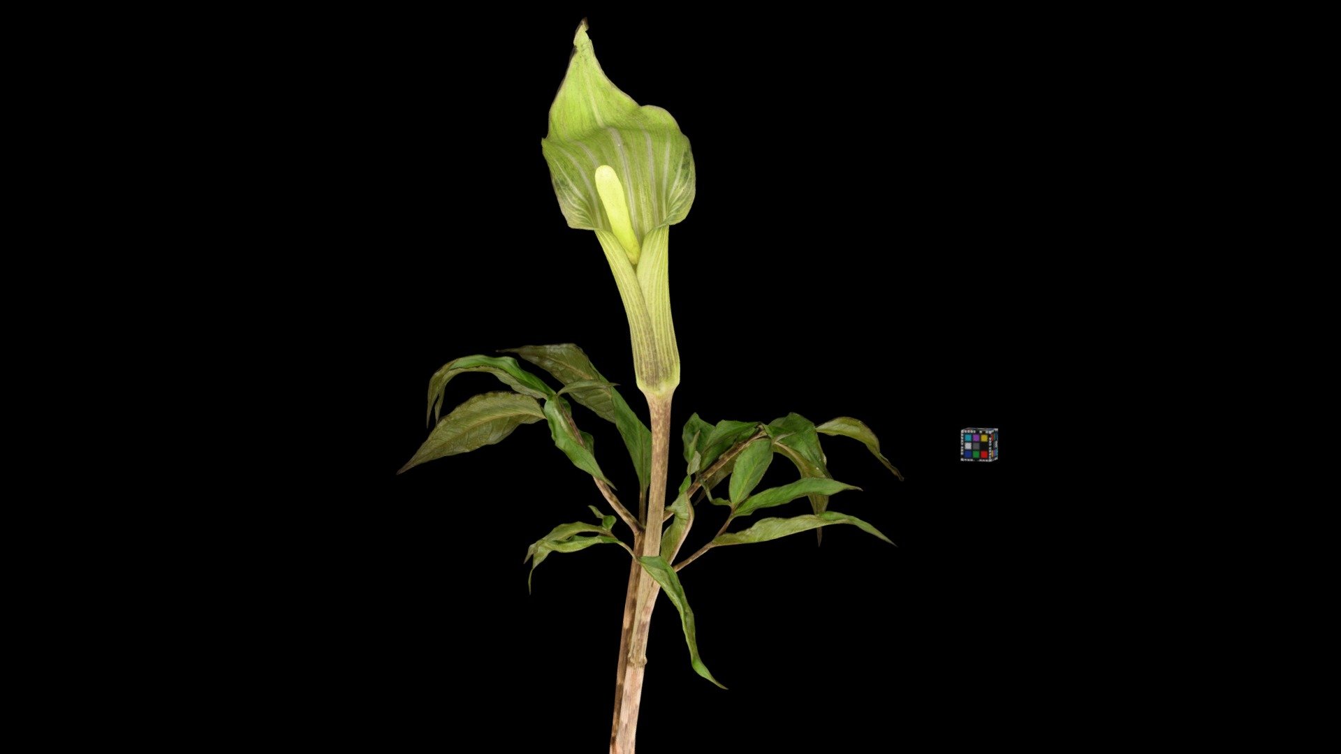 マムシグサ 緑 Jack In The Pulpit, Arisaema serratum