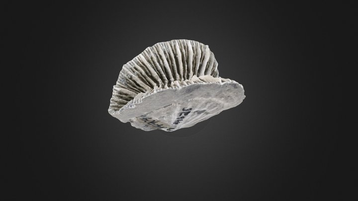 Coral: Flabellum appendiculatum (PRI 44626) – Modelo 3D gratuito STL